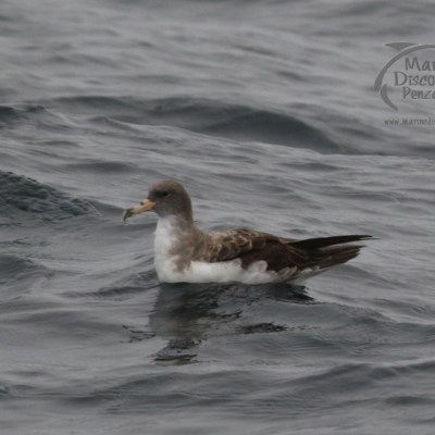 cory's shearwater