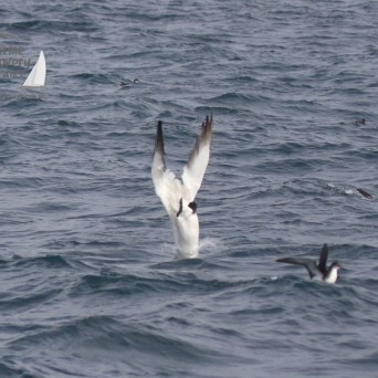 diving gannet