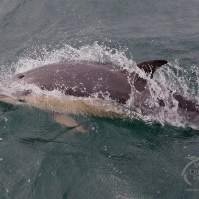 common dolphin