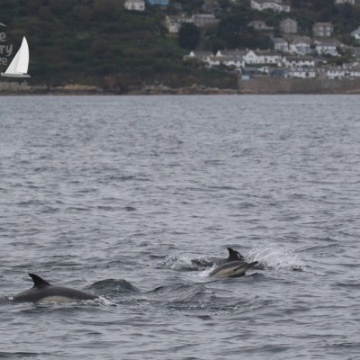 dolphins and Mousehole