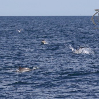 dolphins and porpoise