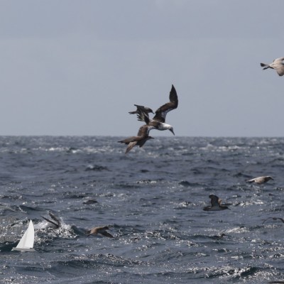 feeding seabirds