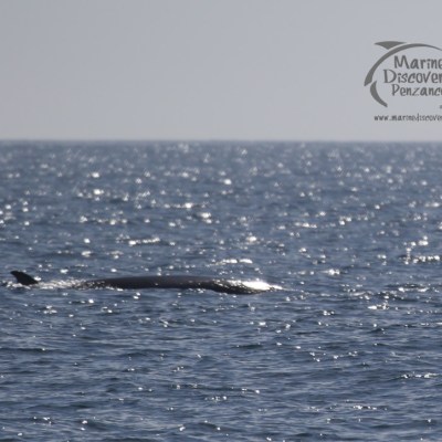 fin whale