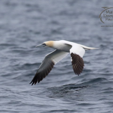 gannet