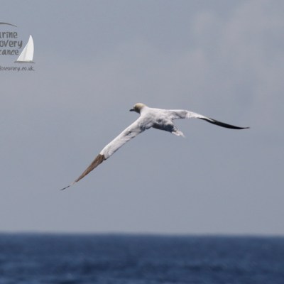 gannet