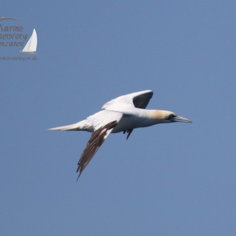 gannet