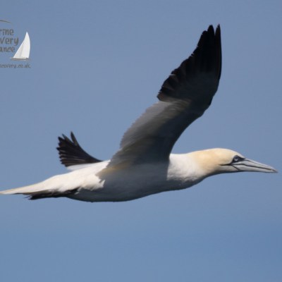 gannet