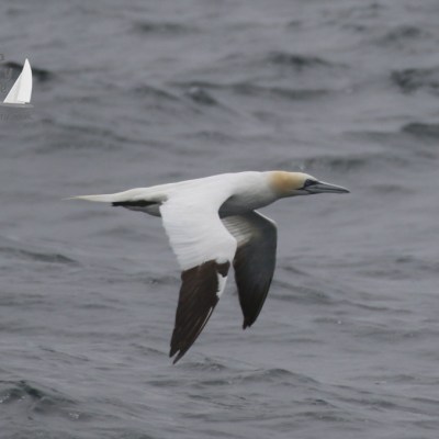 gannet