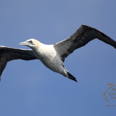 gannet