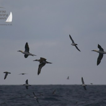 gannets and shearwaters