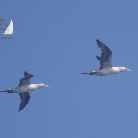 gannets