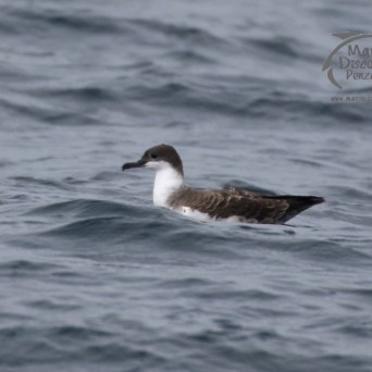Great shearwater