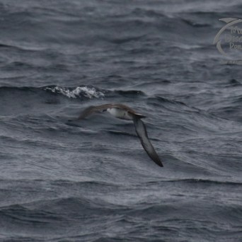 great shearwater