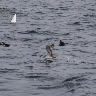 great shearwater