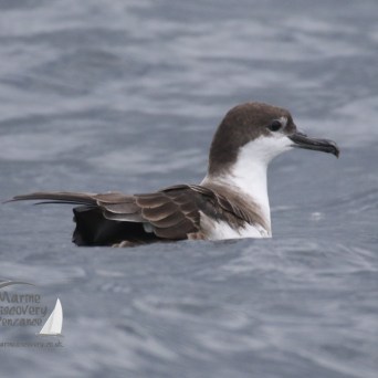 great shearwater