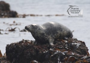 grey seal