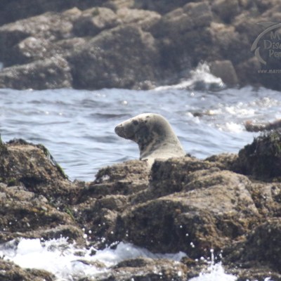 grey seal