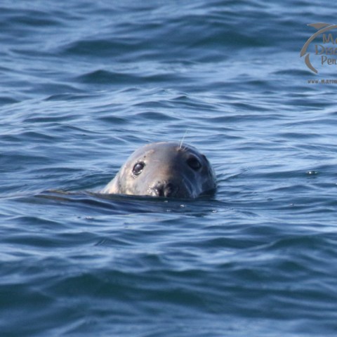 grey seal