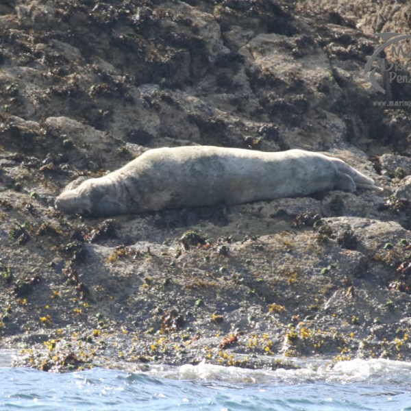 grey seal