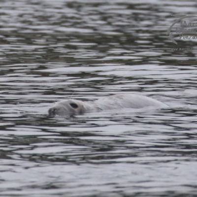 grey seal