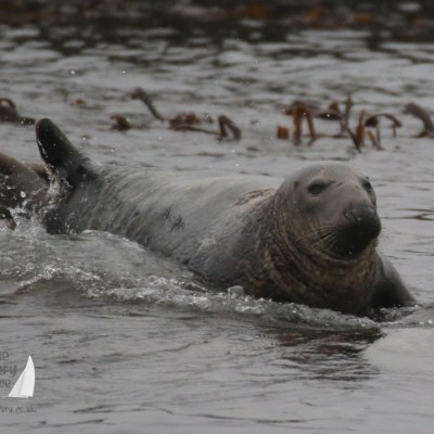 grey seal