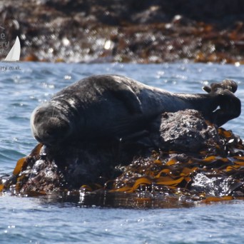 grey seal