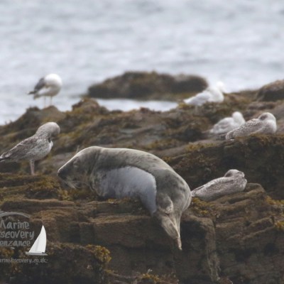 grey seal