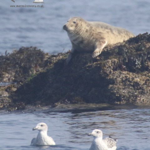 grey seal