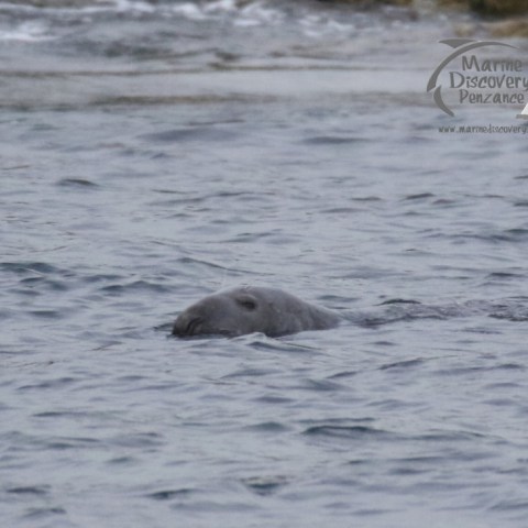 grey seal