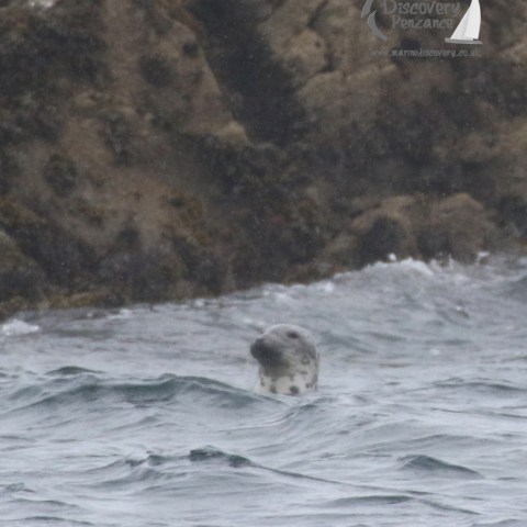 grey seal