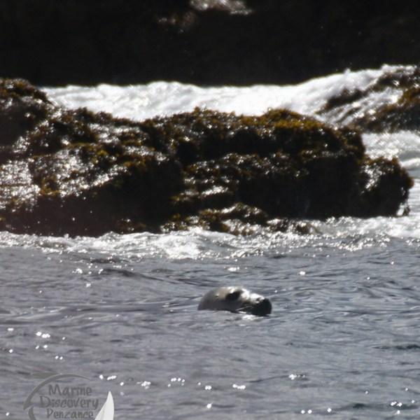 grey seal