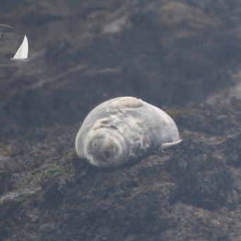 grey seal Kelp
