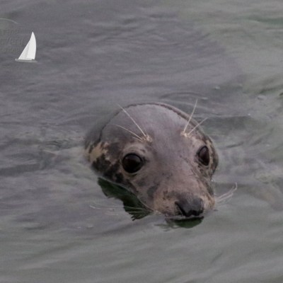 grey seal face