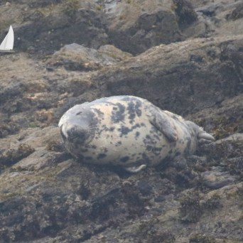 grey seal