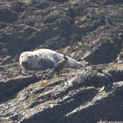 grey seal
