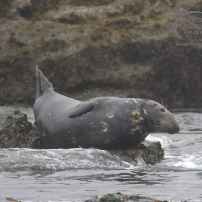 grey seal