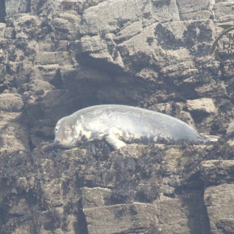 grey seal
