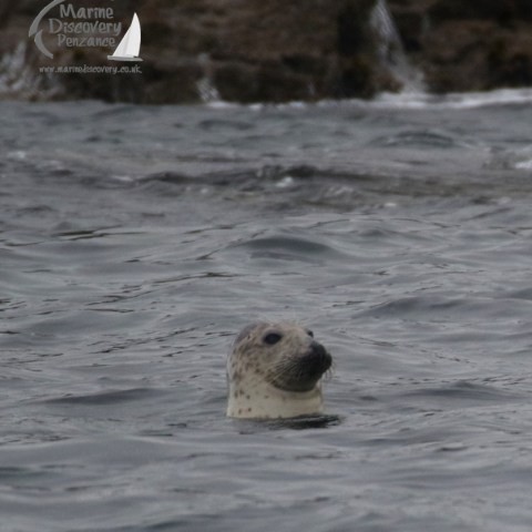 grey seal