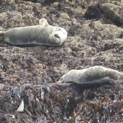 grey seals
