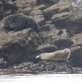 grey seals