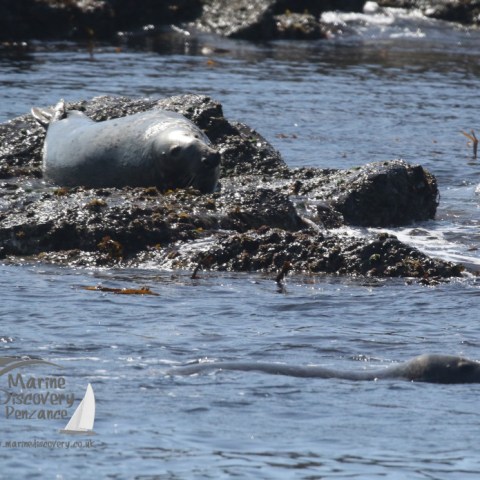 grey seals