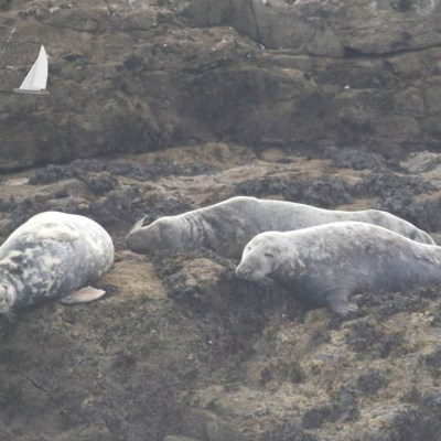 grey seals