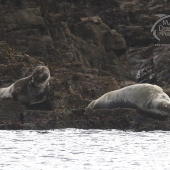 grey seals