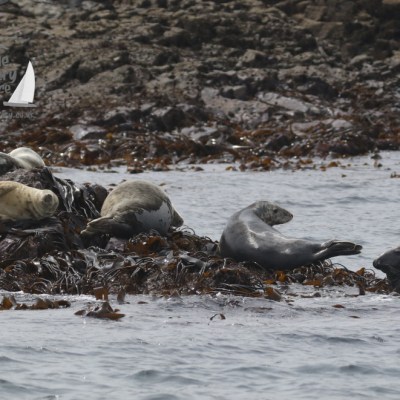 grey seals