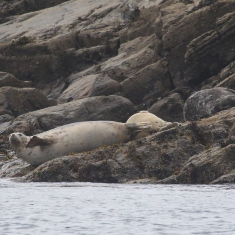 grey seals