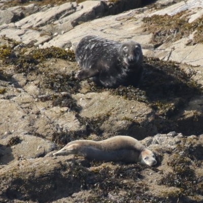 grey seals