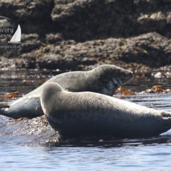 grey seals