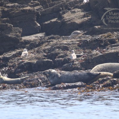 grey seals