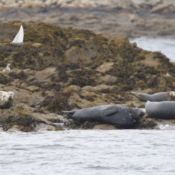 grey seals