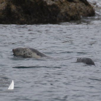 grey seals